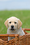 blonde Labrador puppy