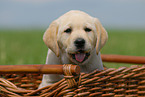 Labrador Retriever Portrait