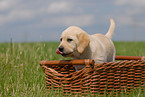 blonde Labrador puppy