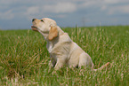 sitting Labrador