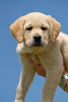 blonde Labrador puppy