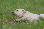 lying Labrador Retriever