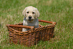 blonde Labrador puppy