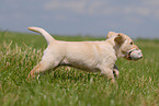 blonde Labrador puppy