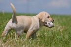 blonde Labrador puppy