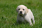 sitting Labrador