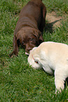 blonde Labrador puppy