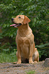 sitting Labrador