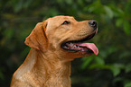 Labrador Retriever Portrait