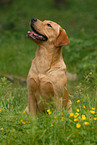 sitting Labrador