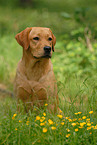 sitting Labrador