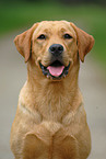 Labrador Retriever Portrait