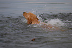 swimming Labrador Retriever