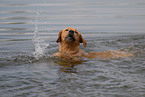 swimming Labrador Retriever