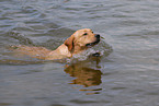 swimming Labrador Retriever