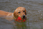 swimming Labrador Retriever