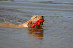 swimming Labrador Retriever