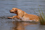 swimming Labrador Retriever