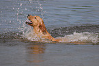 swimming Labrador Retriever