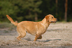 running Labrador Retriever