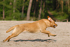 running Labrador Retriever