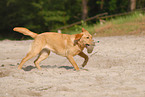 running Labrador Retriever