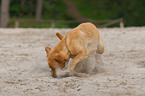 playing Labrador Retriever