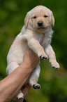 blonde Labrador puppy