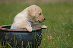 blonde Labrador puppy