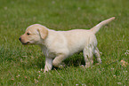 blonde Labrador puppy