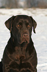 Labrador Retriever Portrait