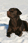 Labrador Retriever in the snow