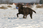 playing Labrador Retriever