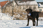 Labrador Retriever with ball