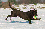 playing Labrador Retriever