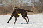 playing Labrador Retriever