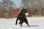 playing Labrador Retriever