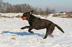 playing Labrador Retriever