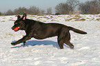 playing Labrador Retriever