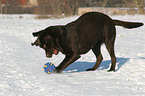 playing Labrador Retriever