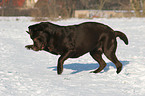 playing Labrador Retriever