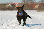 playing Labrador Retriever