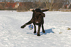 playing Labrador Retriever