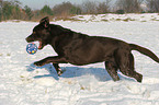 playing Labrador Retriever