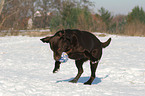 playing Labrador Retriever