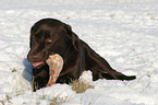 eating Labrador Retriever in the snow