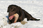 eating Labrador Retriever in the snow