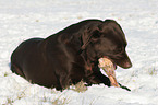 eating Labrador Retriever in the snow