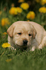 Labrador Retriever Puppy