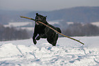 running Labrador Retriever